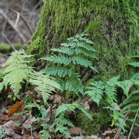 Σπίτι διακοπών Jezynowy - Sulistrowice