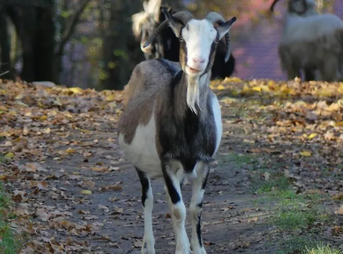 Jezynowy - Сasa de vacaciones *