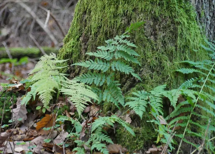Сasa de vacaciones Jezynowy - Sulistrowice